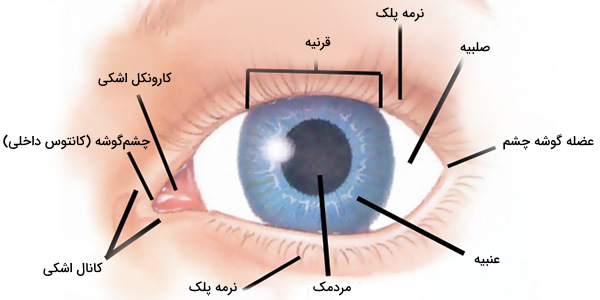 جراح و متخصص چشم