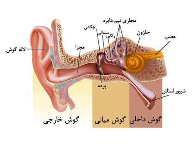 دکتر متخصص گوش و حلق و بینی در تهران